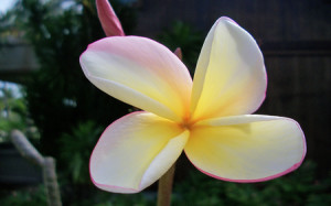 121_Plumeria (Frangipani)